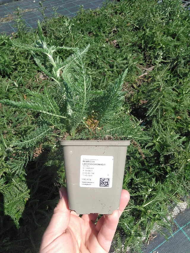 Řebříček Lachsschönheit - 13. 5. 2025