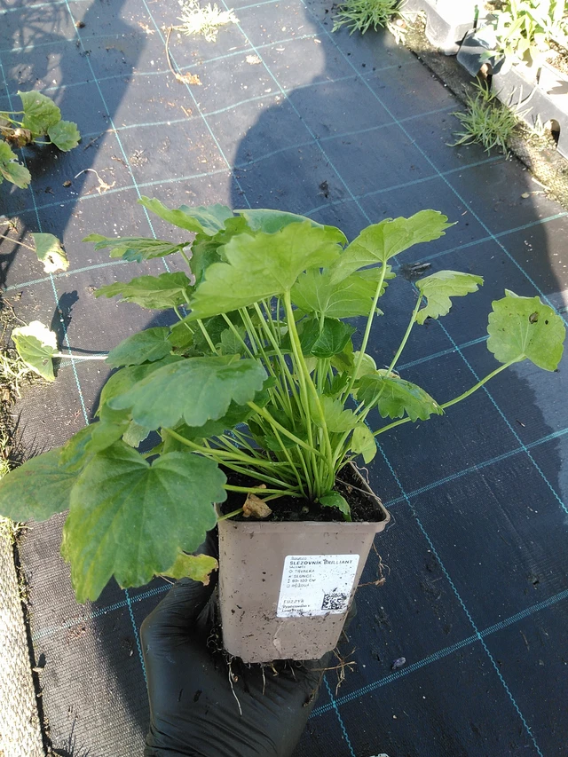 Malva Brilliant - 19. 8. 2025