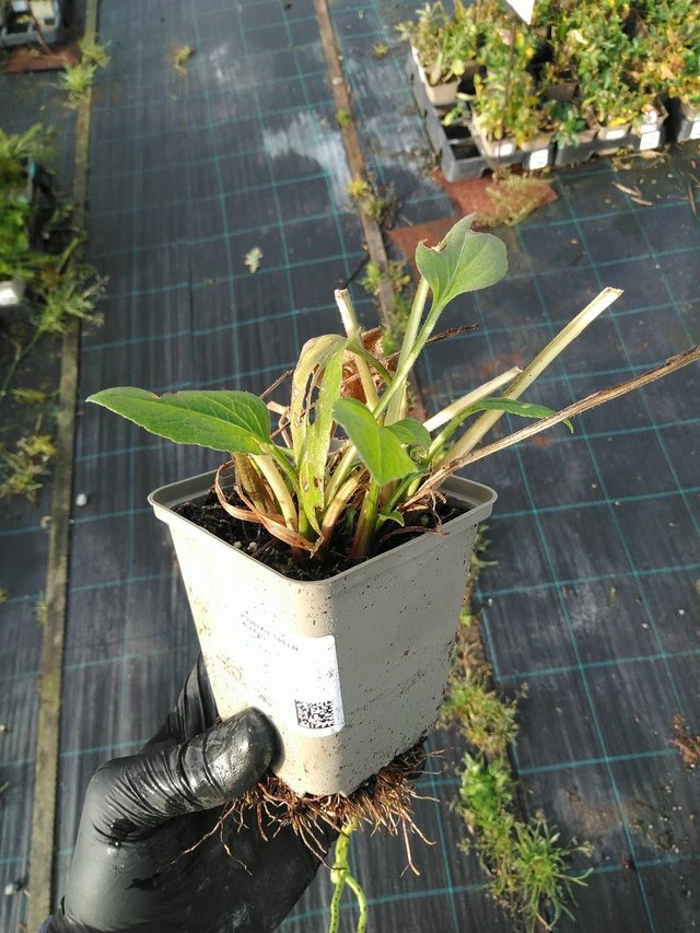 Rudbeckia Green Wizard - 31. 10. 2025