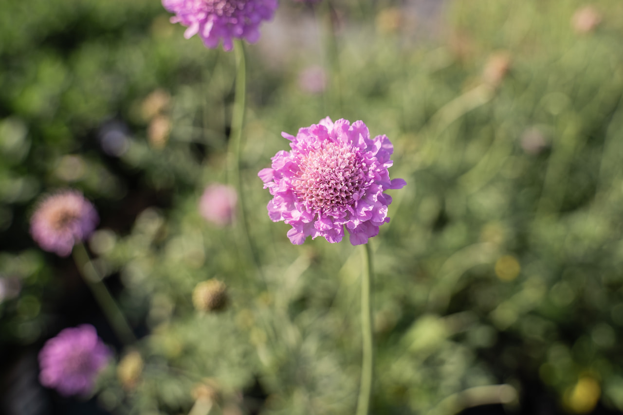 Ördögszem Pink Mist, Loukykvět