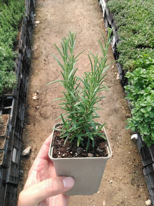 Romero Upright Pink - 1. 7. 2025