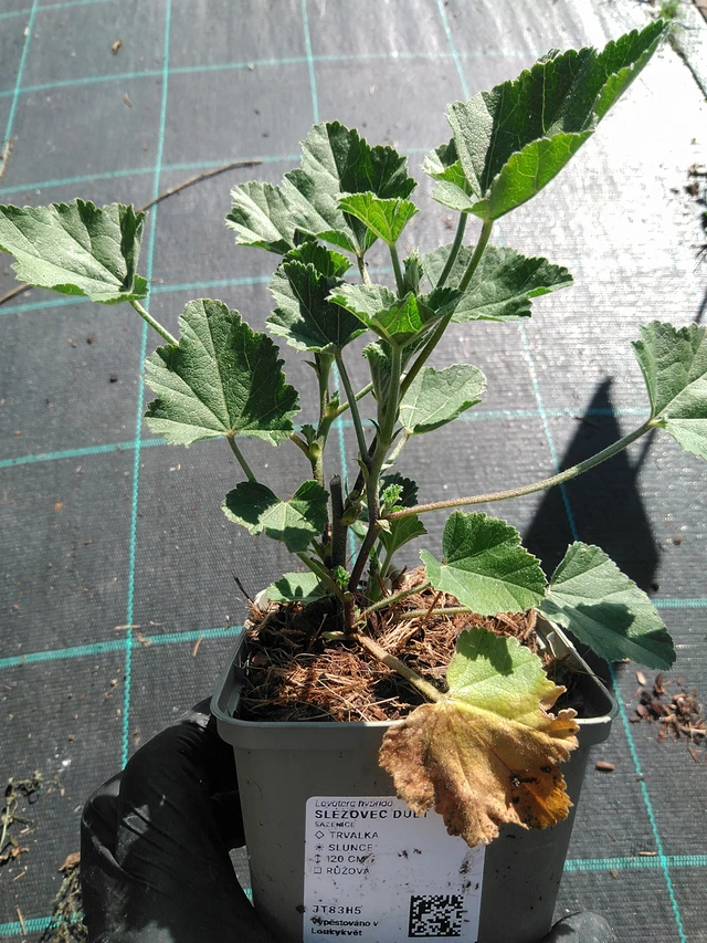 Malvavisco Duet - 19. 8. 2025