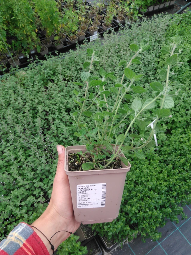 Calamint Blue Cloud - 2024