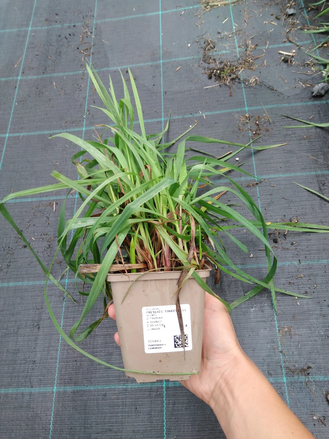 Třeslice Tinkerbell - 10. 9. 2025