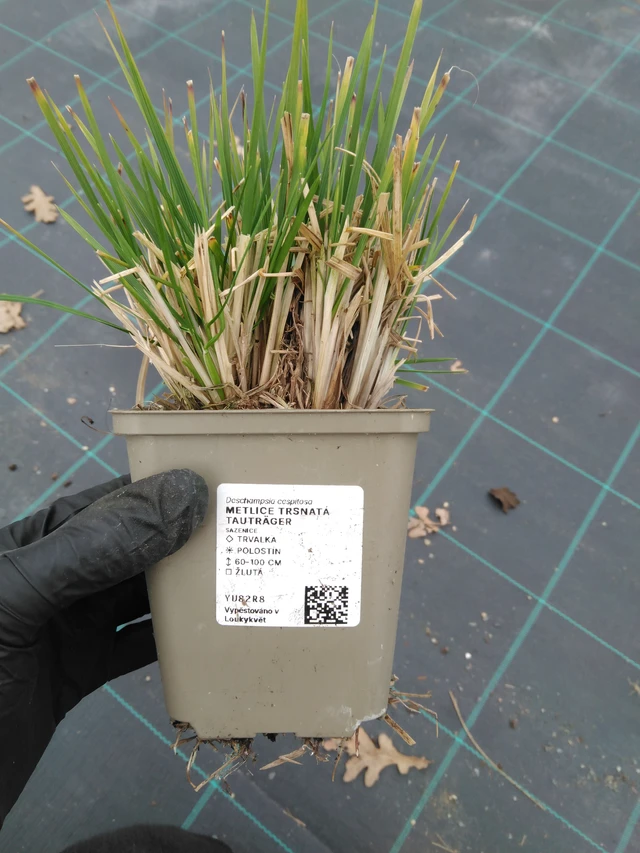 Rasen-Schmiele Tauträger - 1. 4. 2026