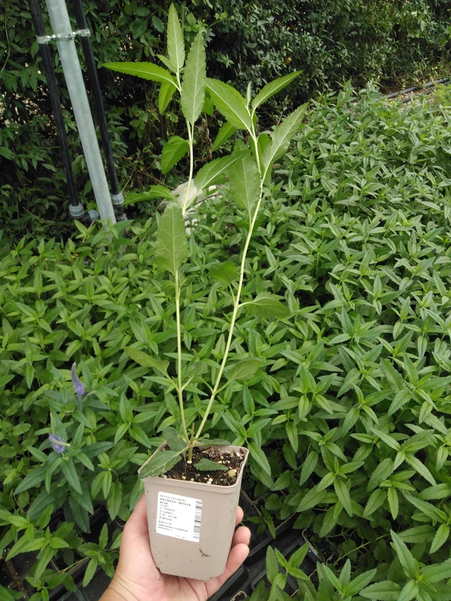 Veronica Skyler Blue - 2024