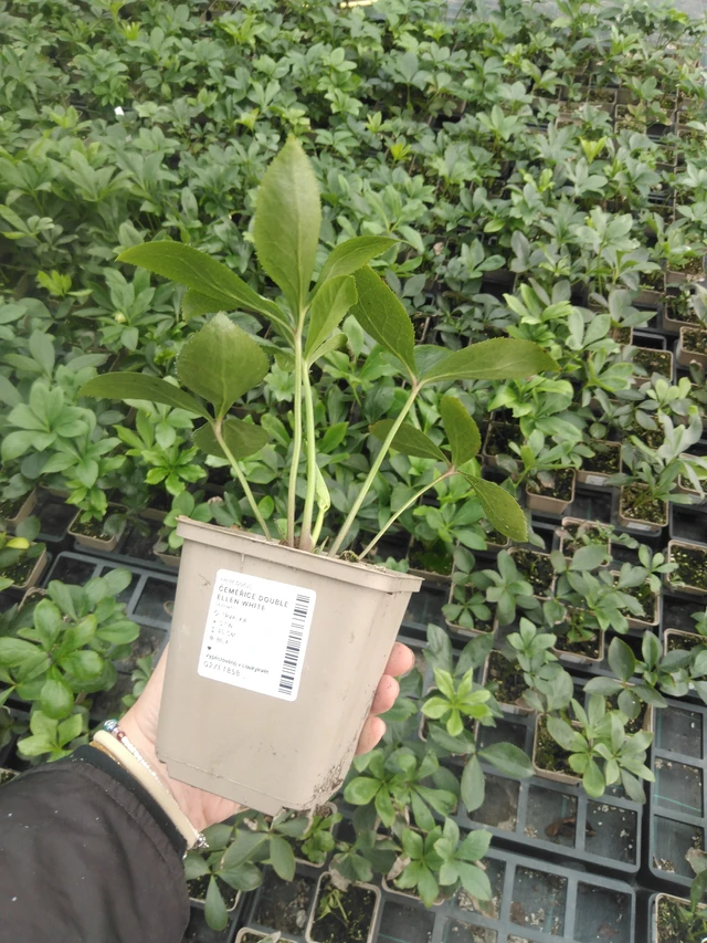 Čemeřice Double Ellen White - 2024