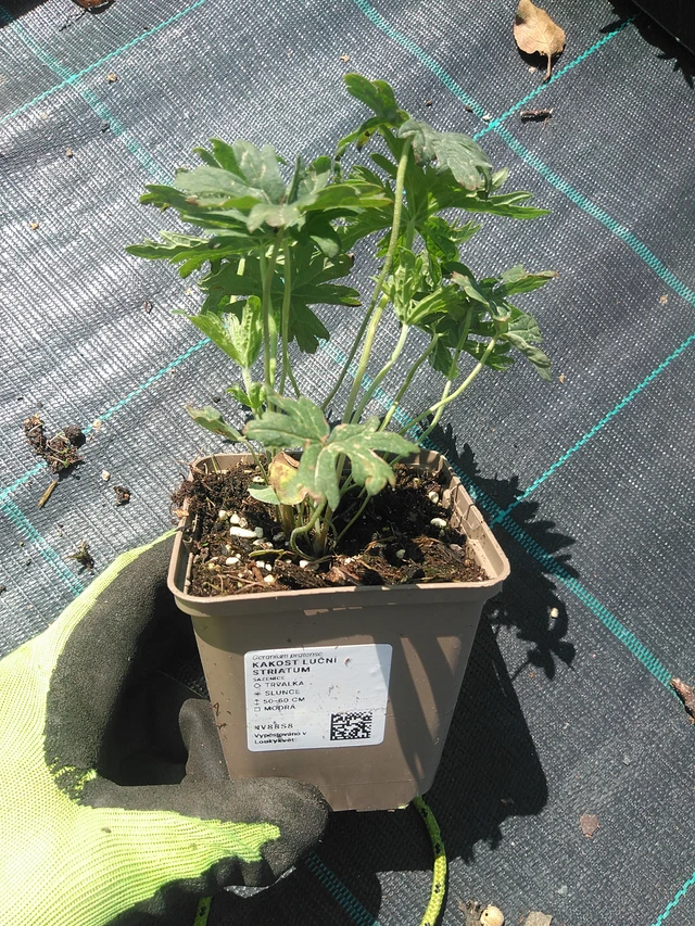 Kurjenpolvi Striatum - 4. 8. 2025