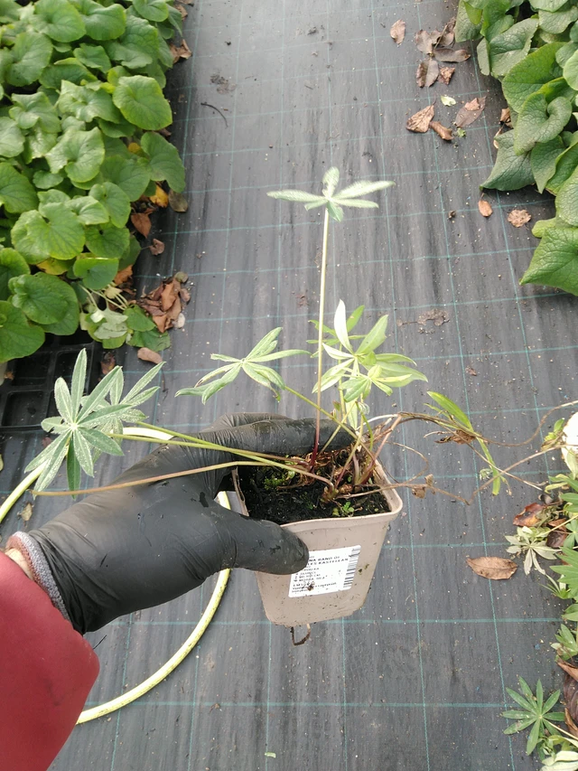 Altramuz Band of Nobles Kastellan - 31. 10. 2025