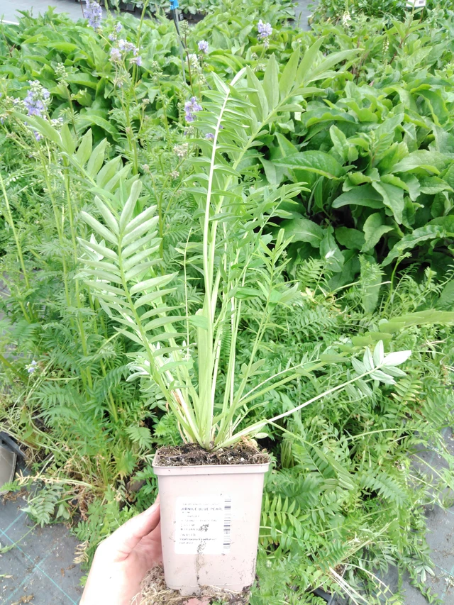 Jirnice Blue Pearl - 2024