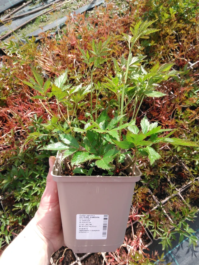 Astilbe Europa - 2024