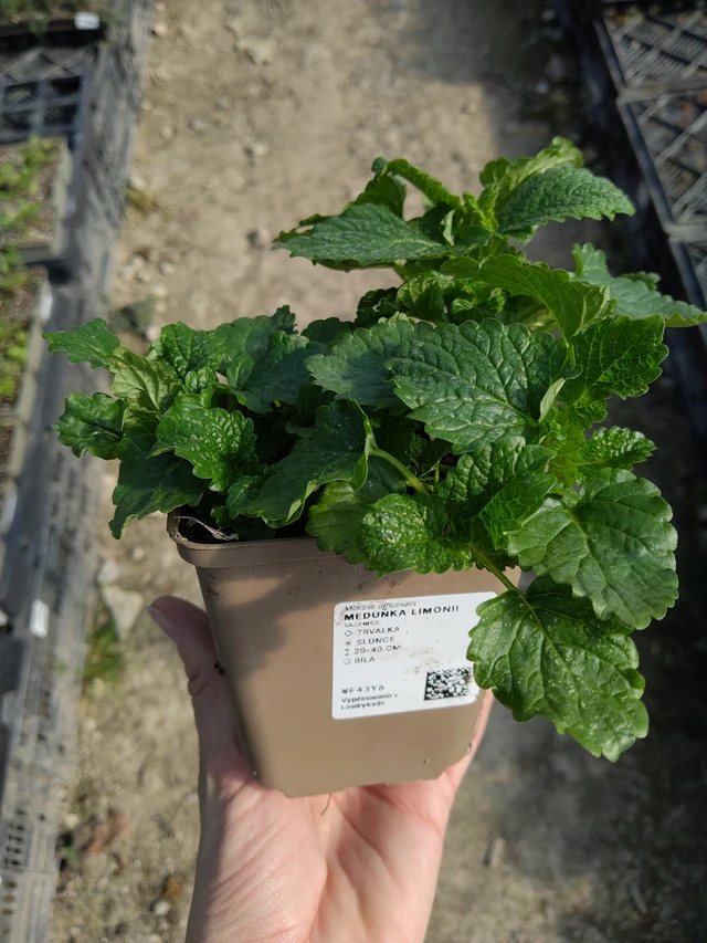 Meduňka Limonii - 27. 3. 2026