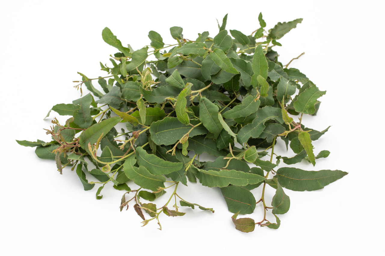 Eukalyptus citrónový, Loukykvět