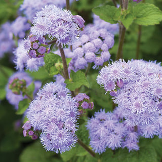 Nestařec QIS Bouquet Blue, Loukykvět