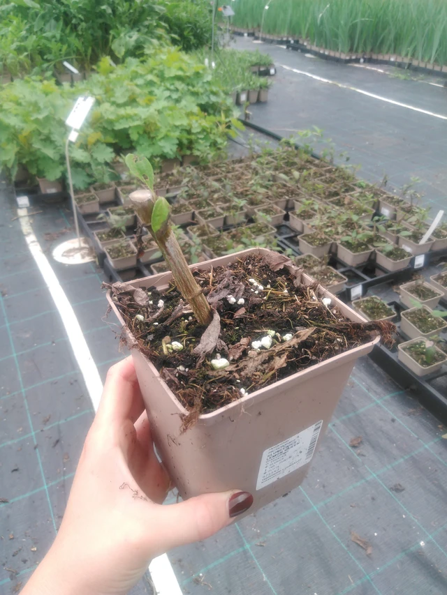 Girasol Lemon Queen - 2024