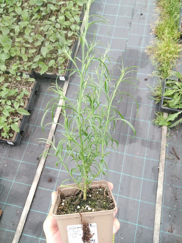 Astra Monte Cassino - 21. 7. 2025