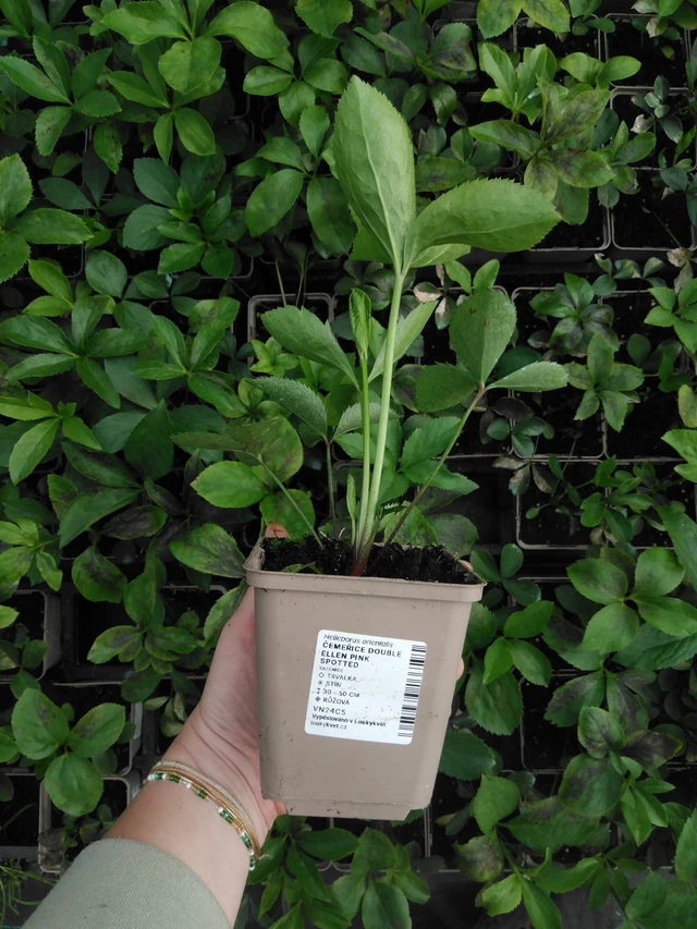 Eléboro Double Ellen Pink Spotted - 2024