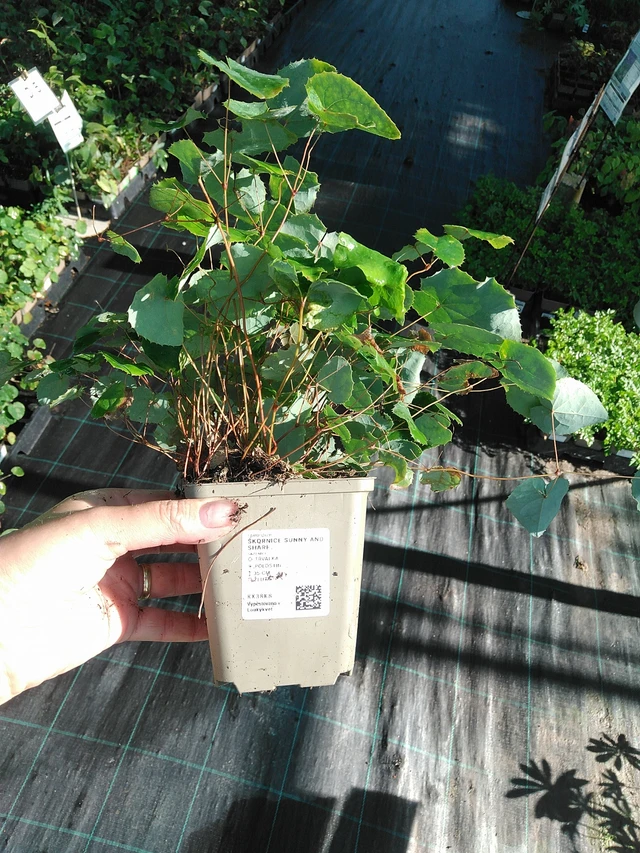 Epimedium Sunny and Share - 19. 8. 2025