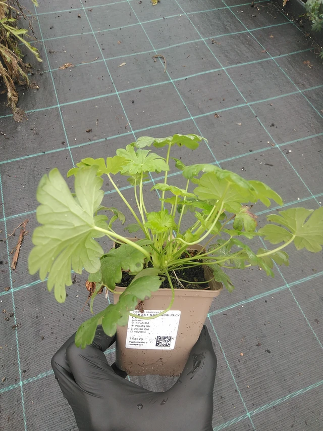 Kurjenpolvi Cambridge - 4. 8. 2025