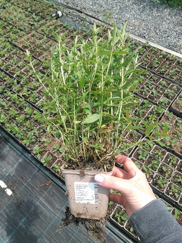 Kyprej Lady Sackville - 9. 6. 2025