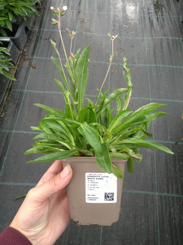 Lychnis flos-cuculi White Robin - 11. 7. 2025