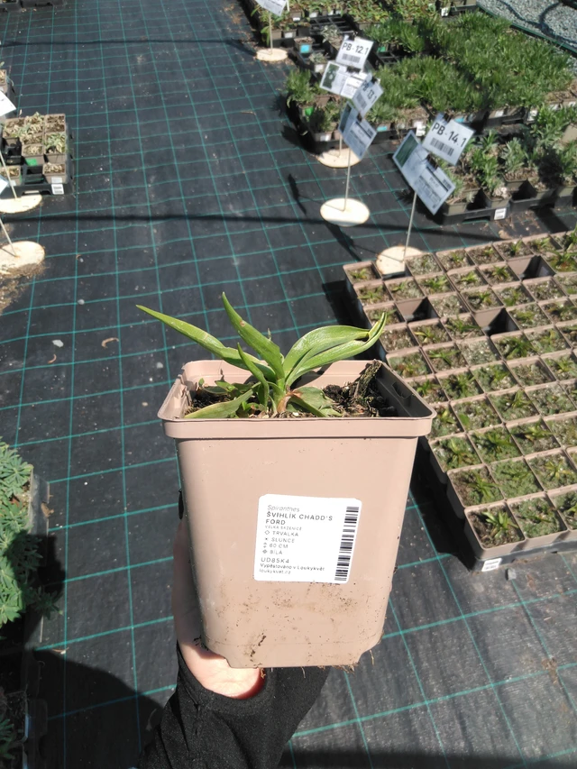 Physostegia Chadd's Ford - 13. 5. 2025