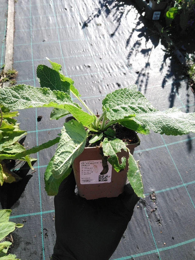 Niittyvirna Sky Dance - 19. 8. 2025