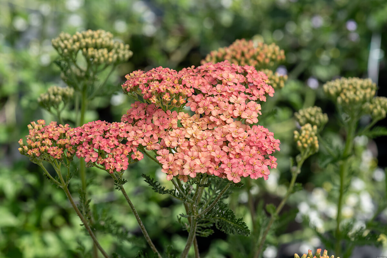 Řebříček Lachsschönheit, Loukykvět