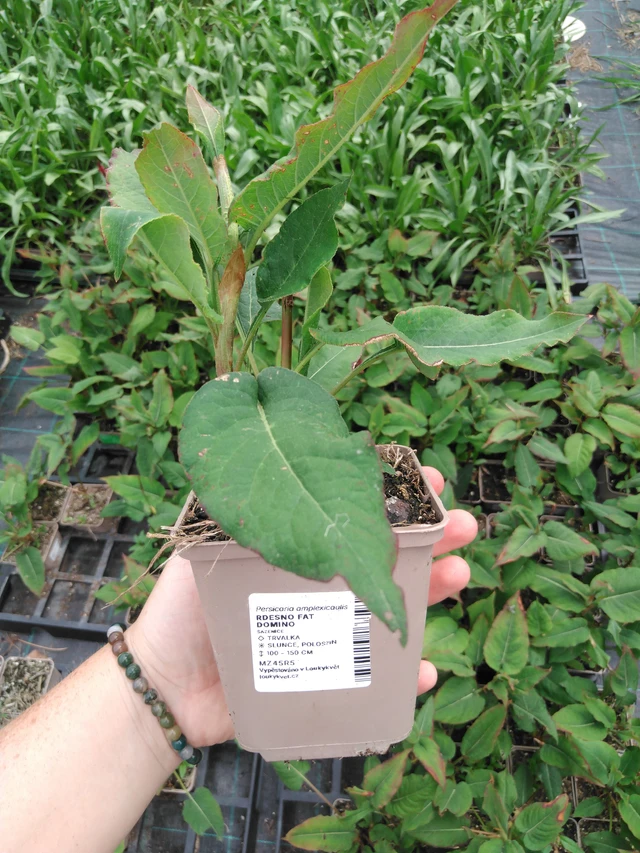 Knotweed Fat Domino - 2024