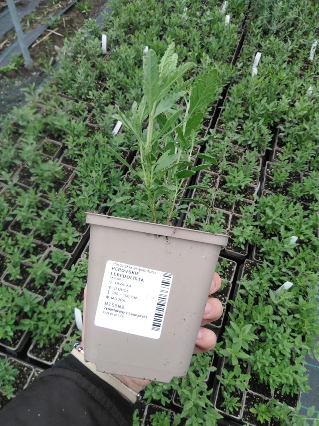 Perovskie lebedolistá - 2024