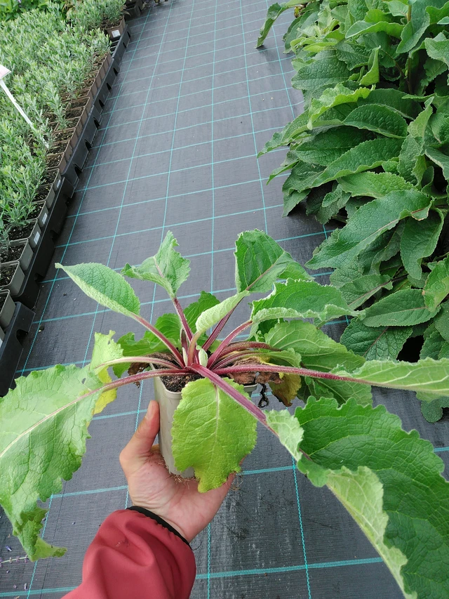 Kukonharja musta - 28. 7. 2025