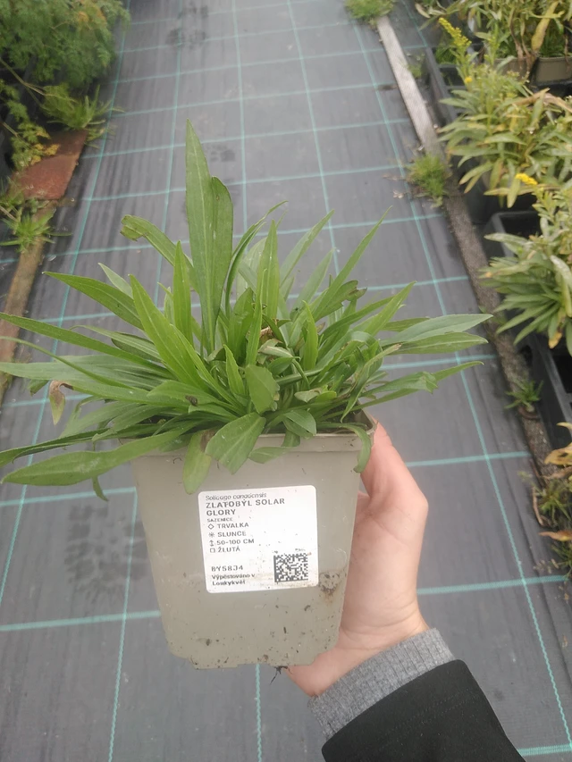 Goldenrod Solar Glory - 10. 10. 2025