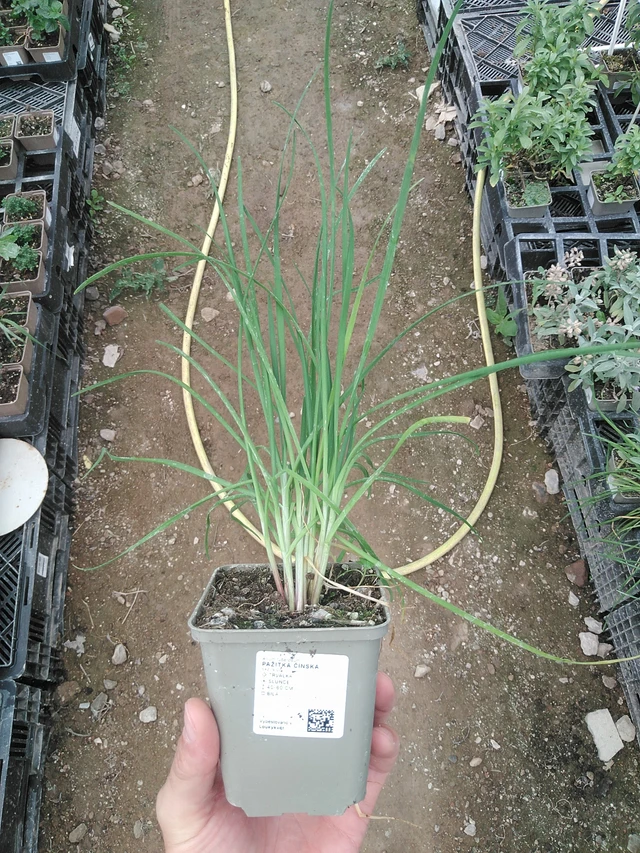 Cebollino chino - 1. 8. 2025