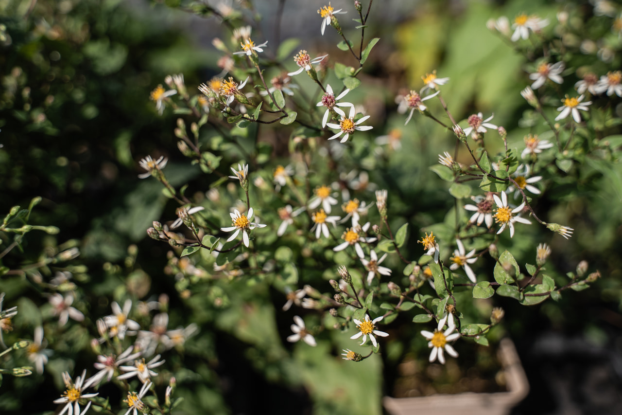 Astra rozkladitá Tradescant, Loukykvět