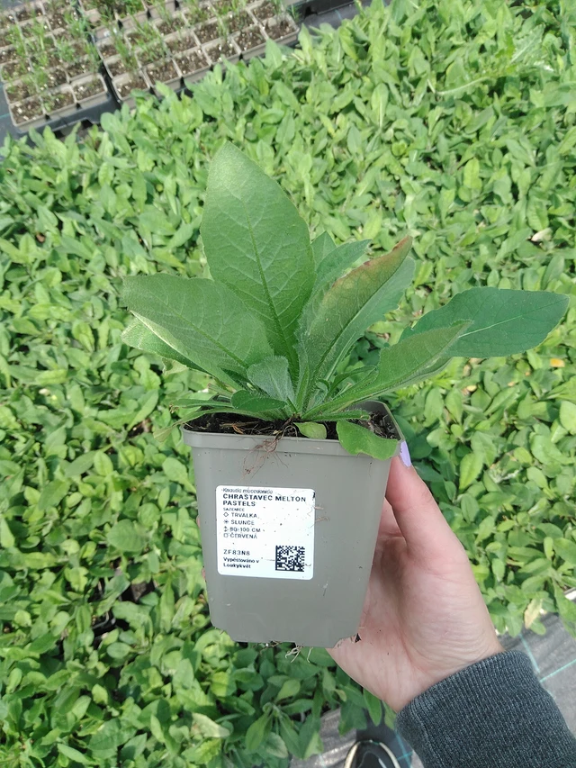 Chrastavec Melton Pastels - 9. 6. 2025