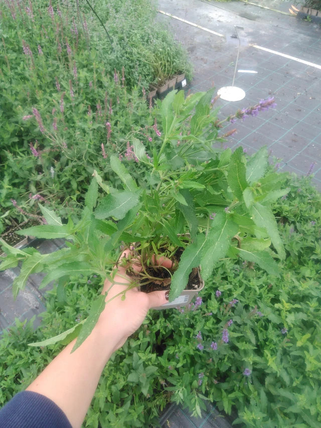 Salvia hajní Blauhügel - 2024