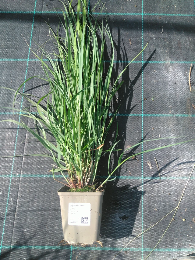 Proso prutnaté - 11. 7. 2025