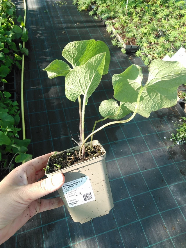 Nomeolvides de hojas grandes  - 19. 8. 2025