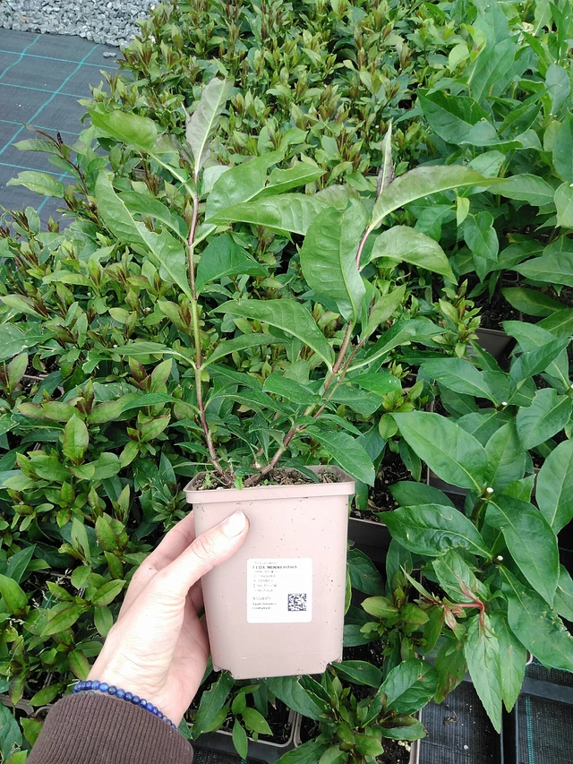 Flox Minnehaha - 9. 6. 2025