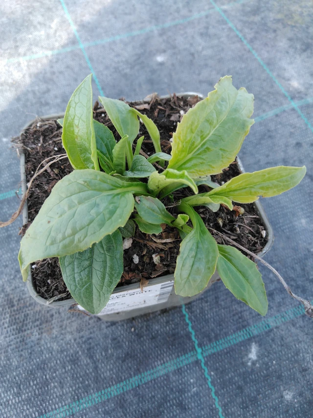 Echinacea White Swan - 3. 4. 2025