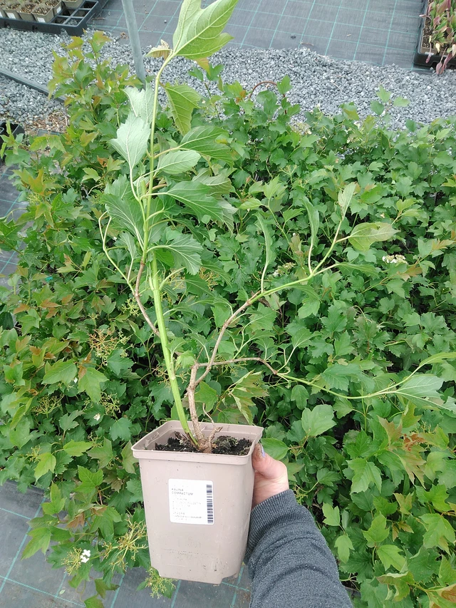 Viburnum Compactum - 9. 6. 2025