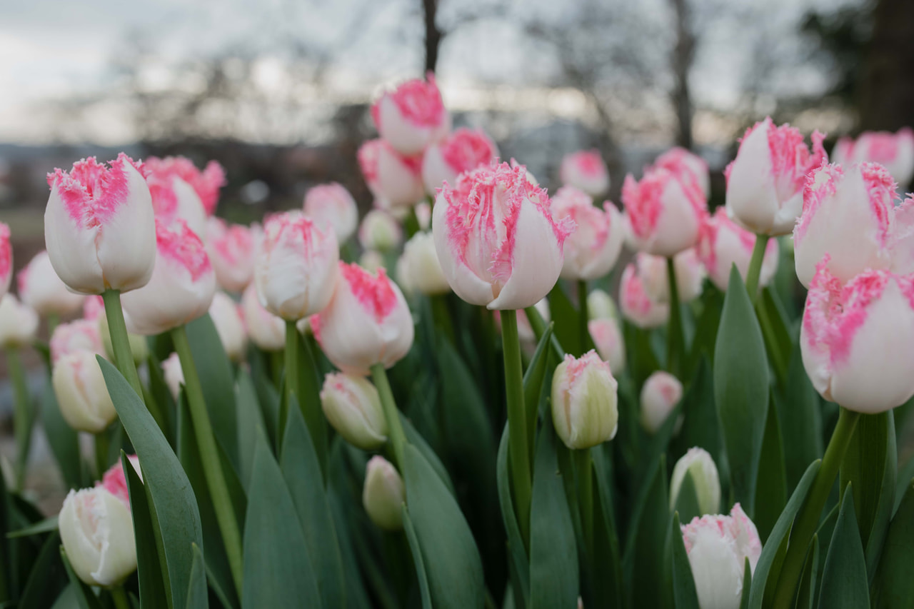 Tulipán Neglige, Loukykvět