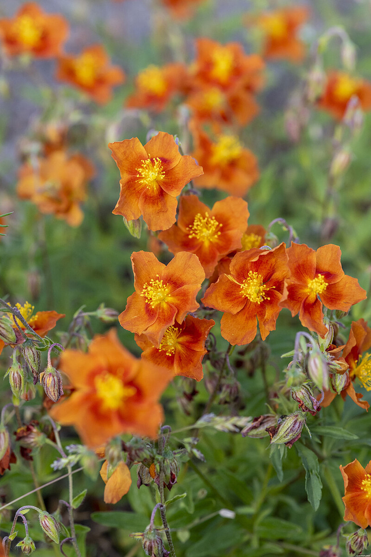 Devaterník Bronzeteppich, Loukykvět