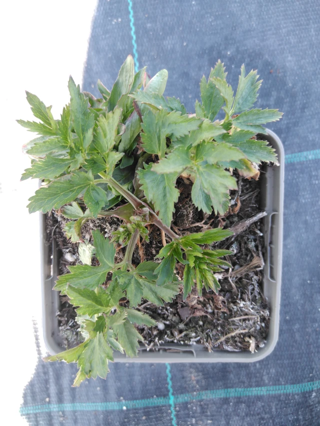 Burnet Rosea - 3. 4. 2025