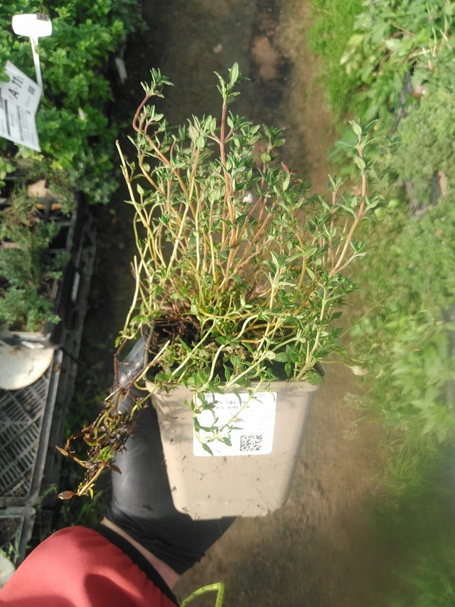 Timjami German Winter - 13. 10. 2025