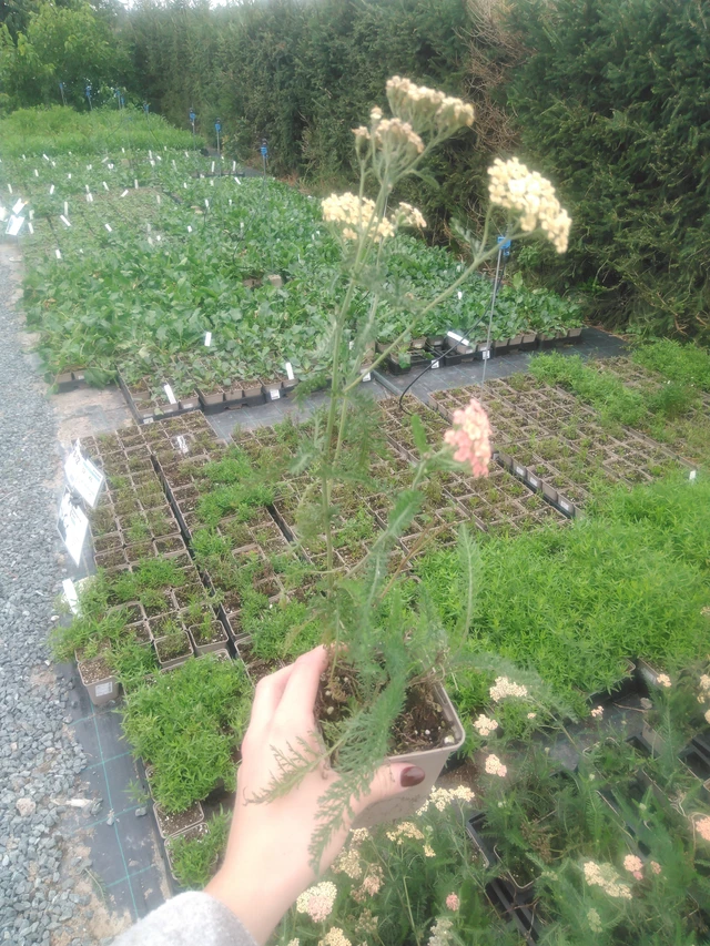 Řebříček Lachsschönheit - 2024