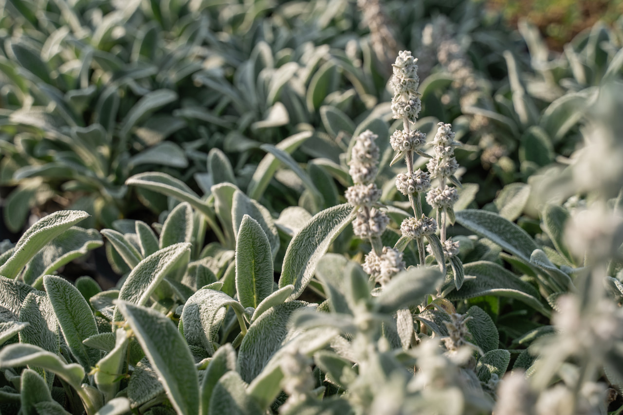 Tisztesfű Silver Carpet, Loukykvět