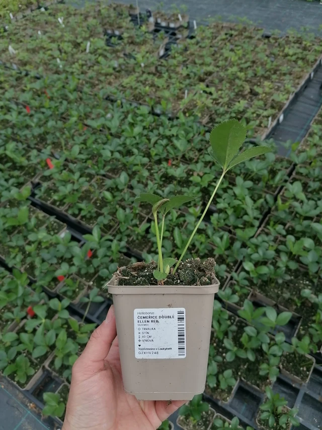 Hunyor Double Ellen Red - 2024