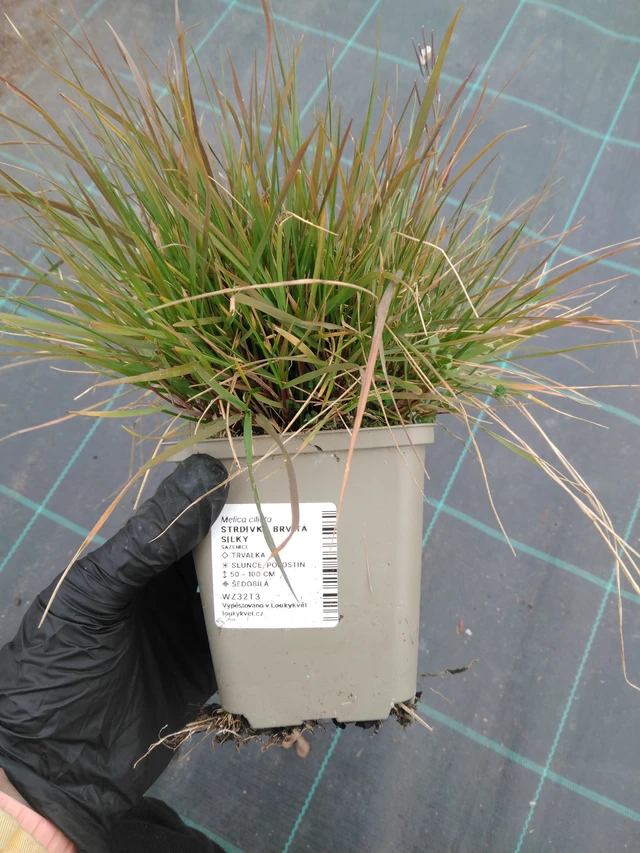 Pillás gyöngyperje Silky - 1. 4. 2026