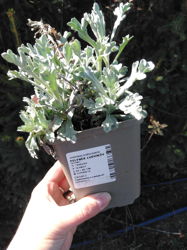 Wormwood Ludvíkův - 3. 4. 2025